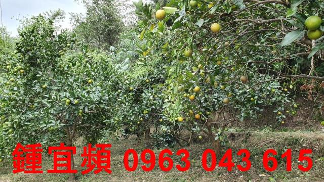 新竹芎林農地-13