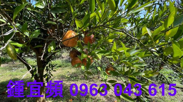 新竹芎林農地-7