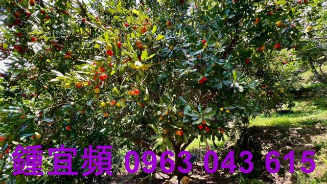 新竹芎林農地-11