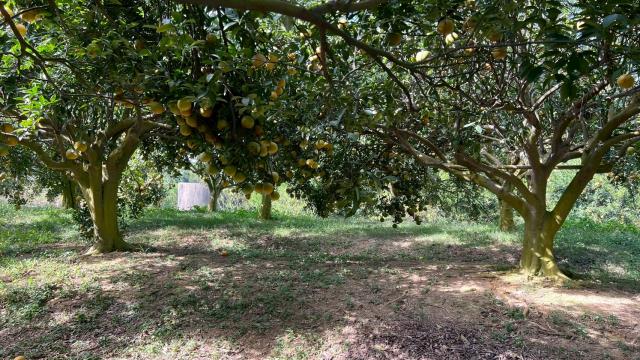 新竹峨眉農地-8