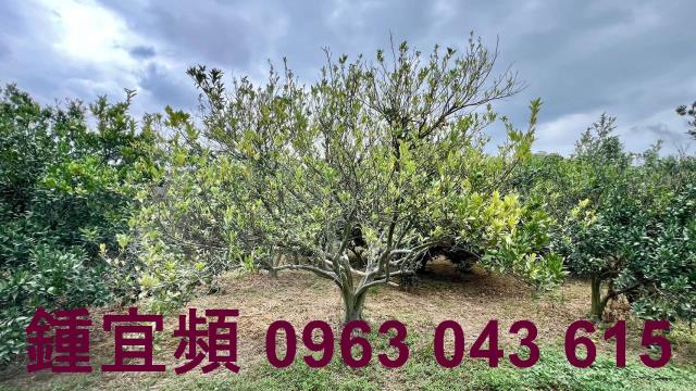 新竹峨眉農地-2