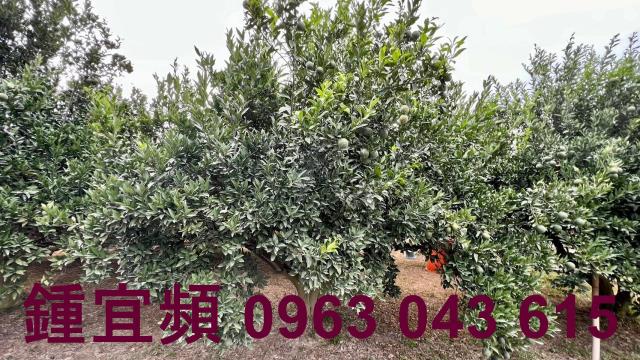 新竹峨眉農地-5