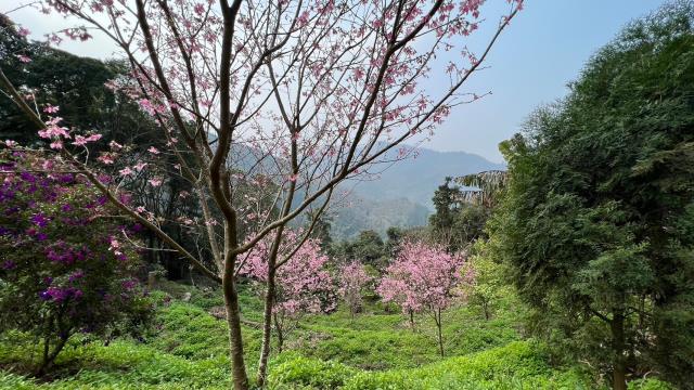 北埔農地-11