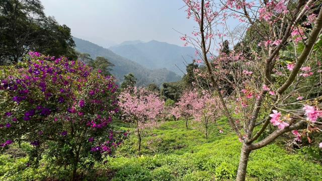 北埔農地-6