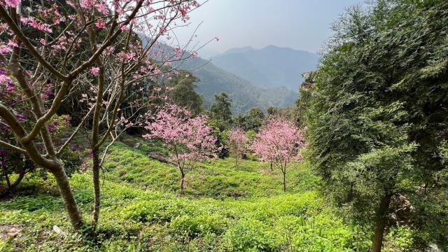 北埔農地-8