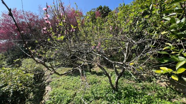 芎林農地-10