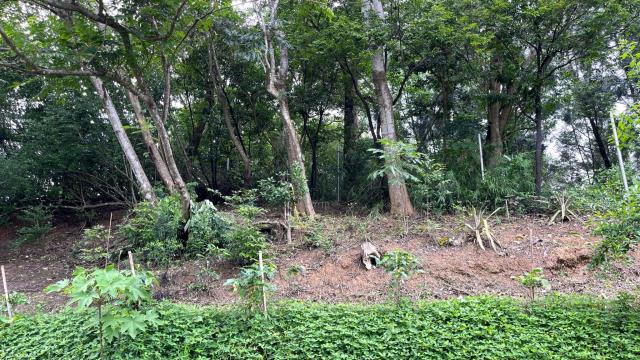 新竹北埔山坡地-10