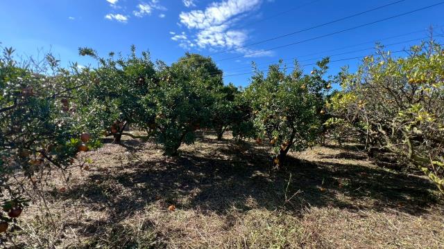 苗栗頭份農地-13