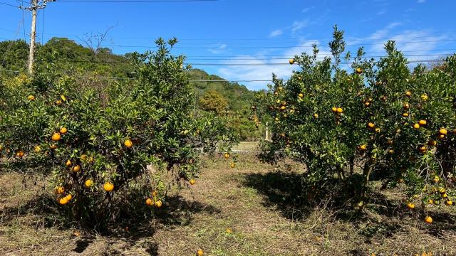 苗栗頭份農地-1