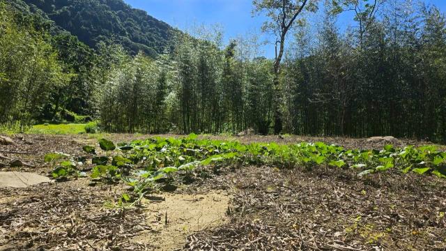 新竹尖石農地-4