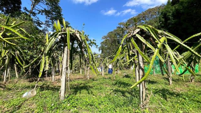 新竹峨眉農地-13