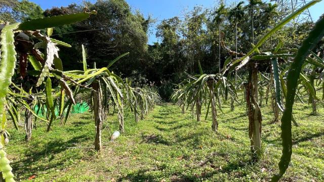 新竹峨眉農地-2