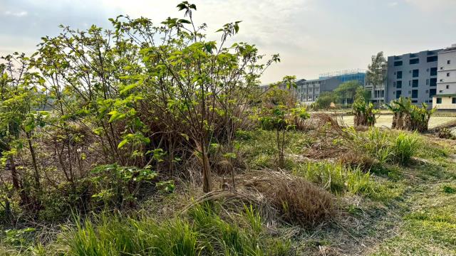 新竹芎林農地-10