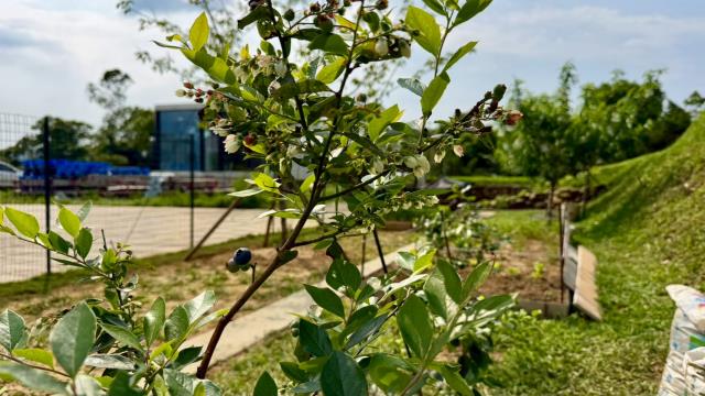 新竹關西農地-14